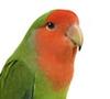 Agapornis Roseicolli